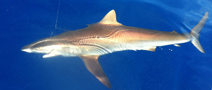 Reef Fishing Charters Islamorada